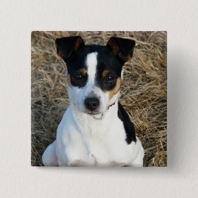 Macaron Carré 5 Cm Rat Terrier (Devant)