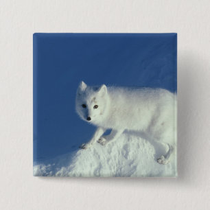 Macaron Carré 5 Cm Renard arctique Alopex lagopus) Un renard arctique