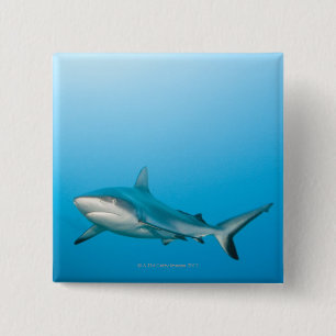 Macaron Carré 5 Cm Requins gris de récif (amblyrhnchos de