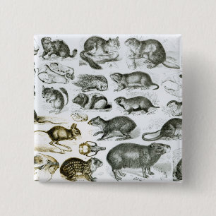 Macaron Carré 5 Cm Rodentia-Rongeurs ou animaux de rongement
