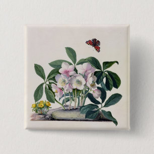 Macaron Carré 5 Cm Rose de Noël (Helleborus Niger) et hiver Aconi
