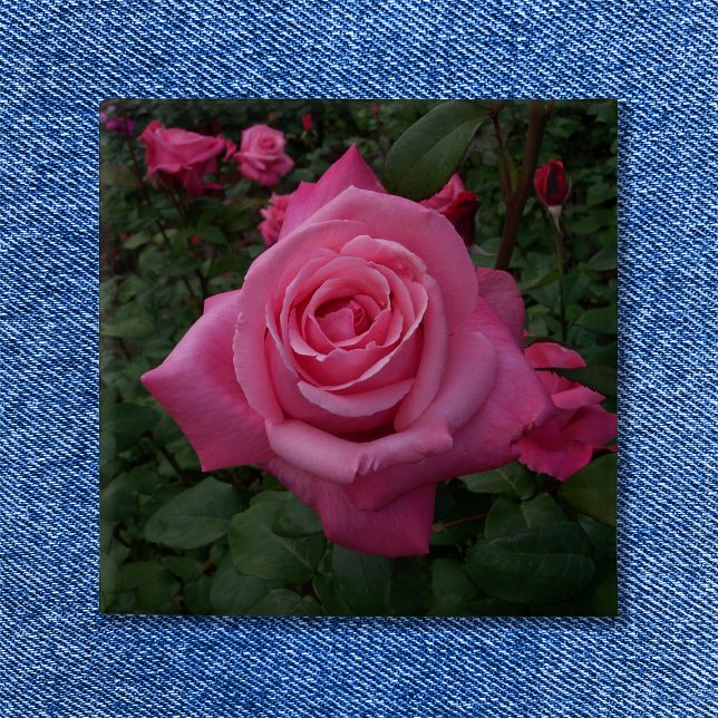Macaron Carré 5 Cm Rose rose (Pink Rose Button)