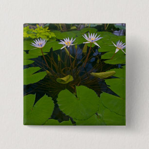 Macaron Carré 5 Cm San Francisco California Golden Gate Park et