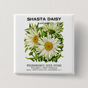 Macaron Carré 5 Cm Shasta Daisy Vintage semis
