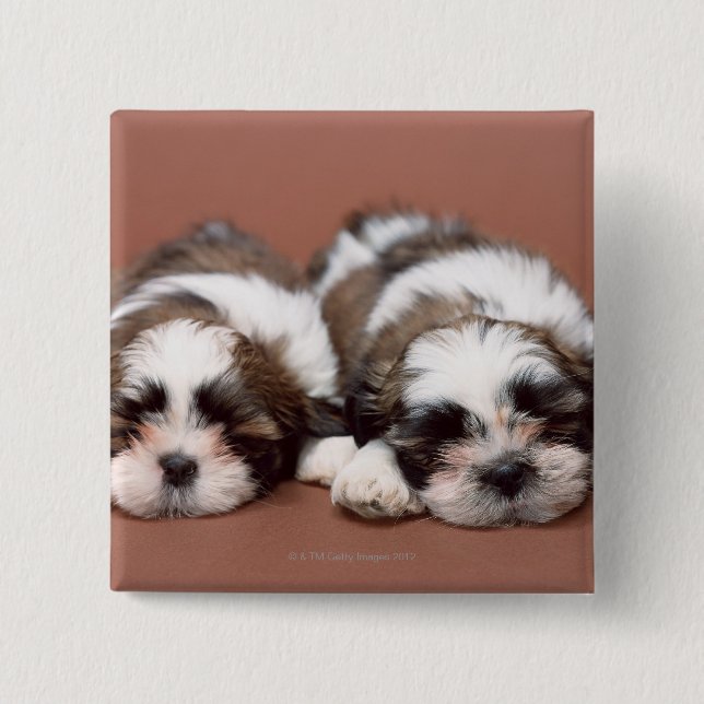 Macaron Carré 5 Cm Shih Tzu (Devant)
