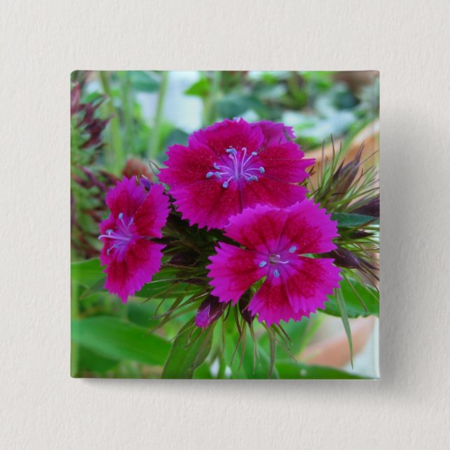 Macaron Carré 5 Cm Sweet William Button (Devant)