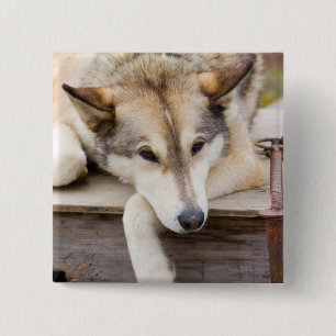 Macaron Carré 5 Cm T.N., États-Unis, Alaska. Chiens de traîneau Husky