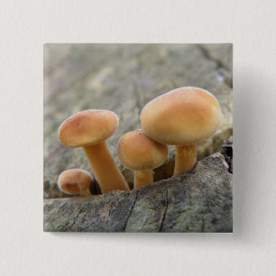 Macaron Carré 5 Cm Tabourets sur un bouton Tronc Arbre