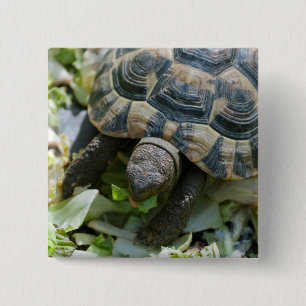 Macaron Carré 5 Cm Tortue mignonne