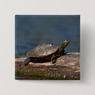 Macaron Carré 5 Cm Tortue peinte sur un bûcher