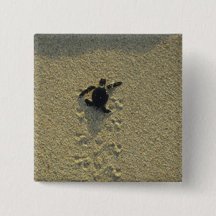 Macaron Carré 5 Cm Tortue verte, (Chelonia mydas), nouveau-né