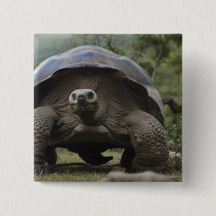 Macaron Carré 5 Cm Tortues géantes des Galapagos Geochelone