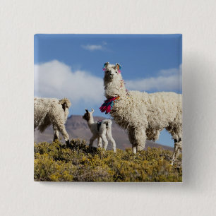 Macaron Carré 5 Cm Troupeau de lamas décorés dans la Puna, montagnes
