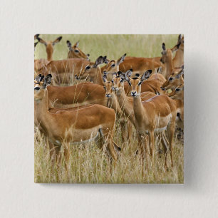 Macaron Carré 5 Cm Troupeau d'impalas femelles, Masai Mara, Kenya.