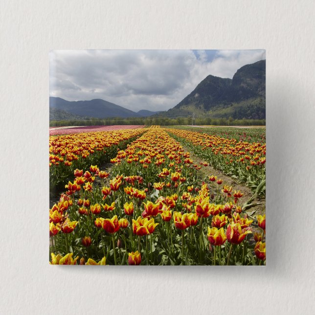 Macaron Carré 5 Cm Tulip Farm près d'Agassiz, Colombie-Britannique, (Devant)