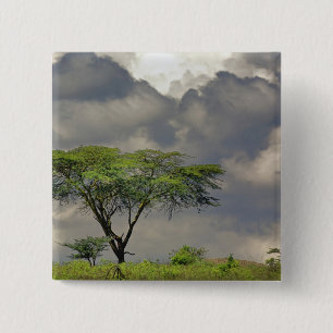 Macaron Carré 5 Cm Umbrella Thorn Acacia, Acacia tortilis et 2