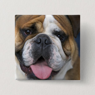 Macaron Carré 5 Cm Un bouledogue anglais en Belgique.