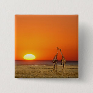 Macaron Carré 5 Cm Un couple de girafes marche vers le coucher du sol
