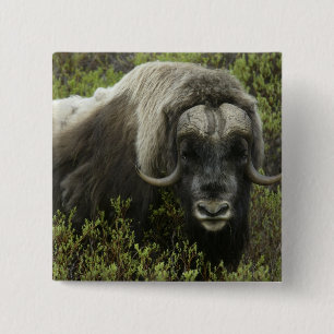 Macaron Carré 5 Cm USA, Alaska, Nome. Gros plan du boeuf musqué