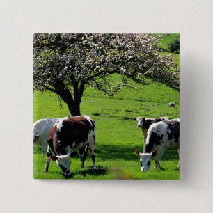 Macaron Carré 5 Cm Vache parmi les pommiers en fleurs en Normandie