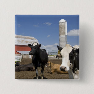 Macaron Carré 5 Cm Vaches devant une grange rouge et un silo dans une
