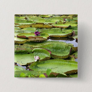 Macaron Carré 5 Cm Vitoria Regis, nénuphars géants de l'Amazonie