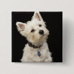 Macaron Carré 5 Cm Westie (West Highland terrier) avec col