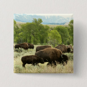 Macaron Carré 5 Cm Wyoming Bison Nature Animal Photographie