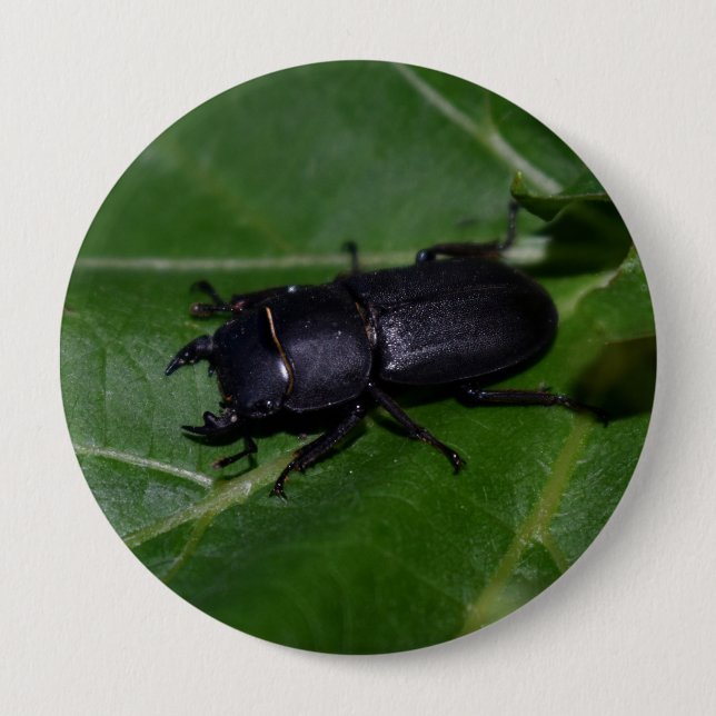 Macaron Rond 10 Cm Dorcus parallelipipedus, le moindre dendroctone du (Devant)