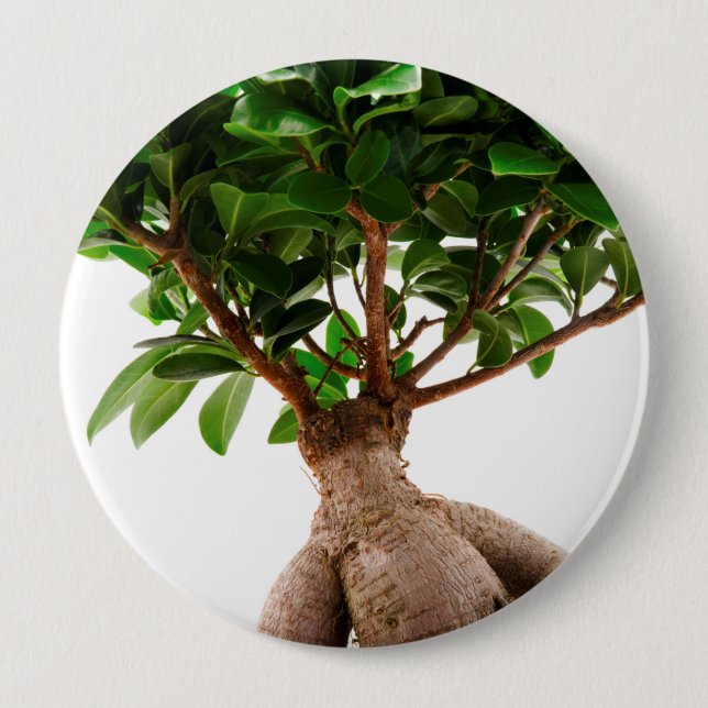 Macaron Rond 10 Cm Ficus Ginseng (Devant)