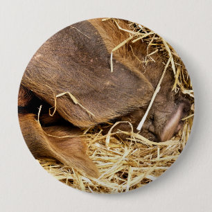 MACARON ROND 10 CM PIG