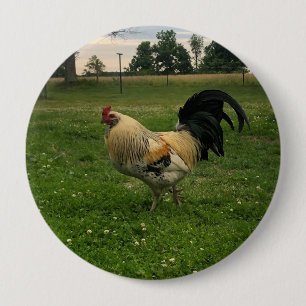 Macaron Rond 10 Cm Poulet de campagne photo à la ferme