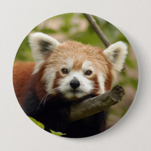 Macaron Rond 10 Cm red-panda-004