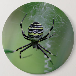 Macaron Rond 15,2 Cm Argiope bruennichi