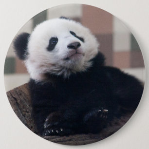 Macaron Rond 15,2 Cm Bébé de Panda Giant