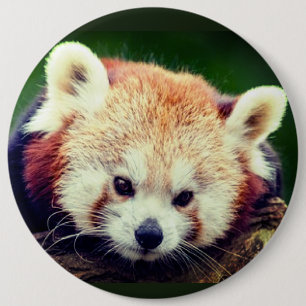 Macaron Rond 15,2 Cm Bouton Panda rouge