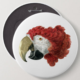 Macaron Rond 15,2 Cm Chef d'une Macaw (1725-1792) Aert Schouman