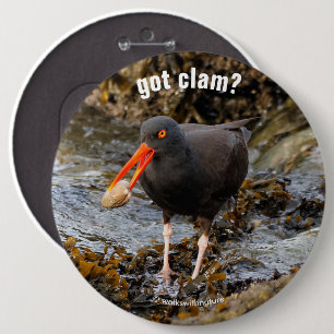 Macaron Rond 15,2 Cm Etonnant Oystercatcher noir avec Clam