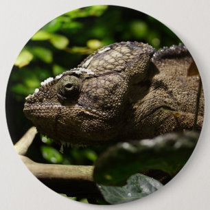 Macaron Rond 15,2 Cm Furcifer oustaleti