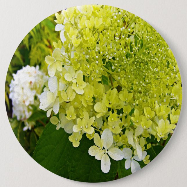 Macaron Rond 15,2 Cm Hydrangea Limelight Vert Chartreuse Élégant (Devant)