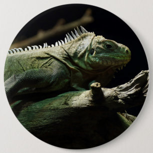 Macaron Rond 15,2 Cm Iguana délicatissima