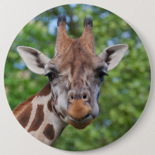 Macaron Rond 15,2 Cm Jolie Giraffe Portrait