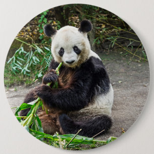 Macaron Rond 15,2 Cm Ours de panda 1
