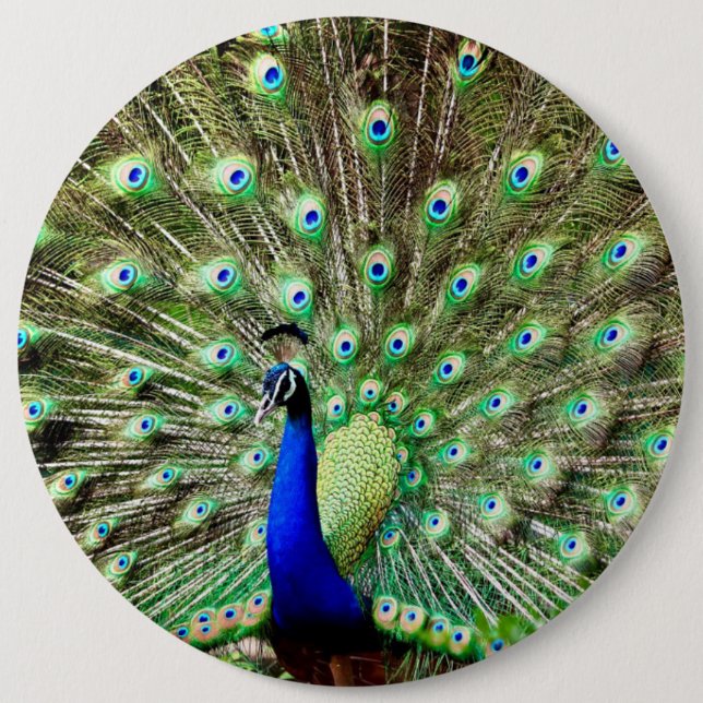 Macaron Rond 15,2 Cm Paon royal de Regency (Devant)