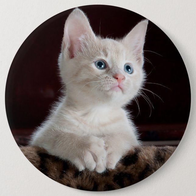 Macaron Rond 15,2 Cm Portrait blanc mignon de chaton (Devant)