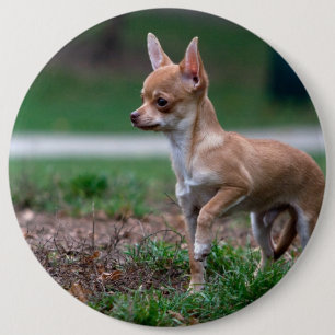 Macaron Rond 15,2 Cm Sweet Chihuahua chiot chien Wannabe