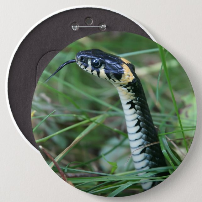 Macaron Rond 15,2 Cm Tête de serpent (Devant & derrière)