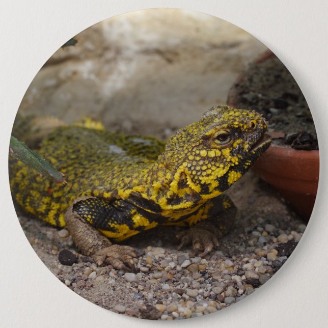 Macaron Rond 15,2 Cm Uromastyx geyri (Devant)