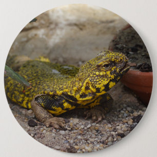 Macaron Rond 15,2 Cm Uromastyx geyri