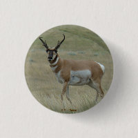 A33 Cornes tordues de Pronghorn Antelope Buck